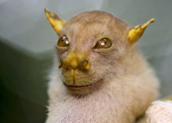 Animais raros do mundo: conheça 10 espécies quase extintas