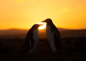 Dgwildlife via Getty Images