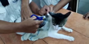 narcocat