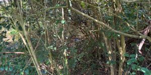 novos-moradores-encontram-corpo-enrolado-cobertor-limpeza-casa-margens-rodovia-do-xisto-960x592-1