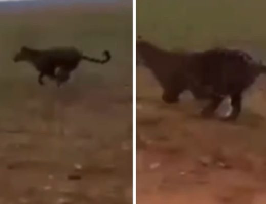 Susto em estrada: onça-pintada quase é atropelada por carro