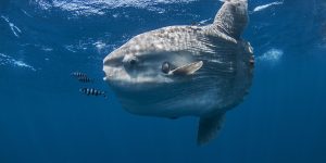 Peixe conhecido como "inútil" tem papel crucial contra águas-vivas