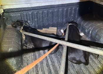 Pit-bulls soltos geram pânico em moradores de Campo Grande