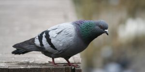 Homogenoceno: a uniformidade ameaçando a vida selvagem