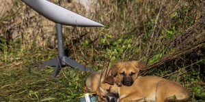 Puppies rest next to a Starlink terminal near the town of Lyman, Ukraine. REUTERS