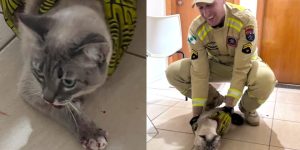resgate-inusitado-gato-cai-duto-ventilacao-predio-fica-preso-salvo-bombeiros-960x592-1
