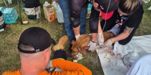 Rede Estadual de Manejo de Animais em Desastres (REMAD