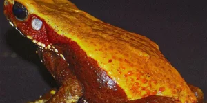 Divulgação/Carlos Jared/Butantan