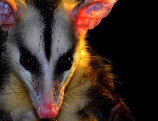 Lucas Almeida/ 500px/Getty Images