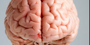 screenshot-Very detailed brain background _ Premium AI-generated image