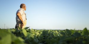 Senior farmer agronomist in soybean field overlooking and checking crops before harvest.