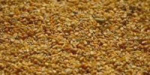 tagreuters.com2026binary_LYNXMPEM050RI-BASEIMAGE
