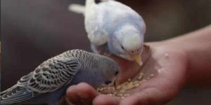 Alimentar pássaros pode transformar seu ciclo kármico?