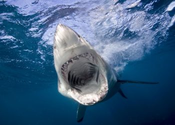 Tubarão-branco muda formato dos dentes à medida que envelhece
