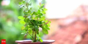 Benefícios da planta Tulsi em casa: saúde e bem-estar