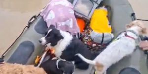 Guarda Civil da Espanha resgata animais de inundação