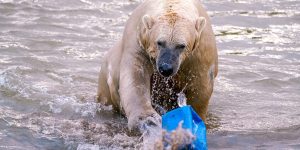 Animais mais vulneráveis às mudanças climáticas são identificados por biólogos
