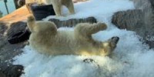 urso-polar-tchequia.jpeg
