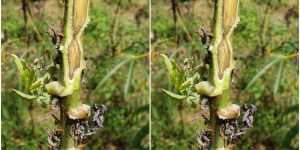 Embrapa/Adilson Lima