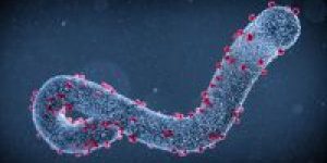 virus_marburg_02