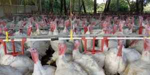 Foto: Governo do Paraná