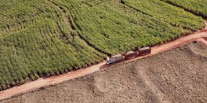 Colheita de soja avança 14% enquanto feijão e cana têm bons resultados