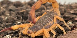 Prevenção de acidentes com escorpiões é prioridade no Paraná