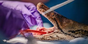 world-first-cancer-treatment-saves-python-after-tumour-destroys-part-of-her-jaw-c-chester-zoo-1