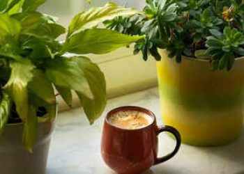 Plantas que atraem riqueza segundo o Feng Shui