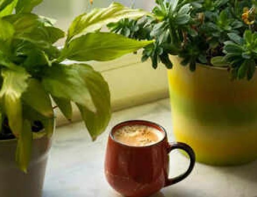 Plantas que atraem riqueza segundo o Feng Shui