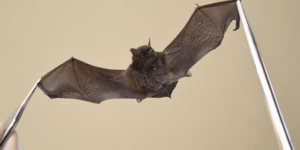 Prefeitura de Jundiaí/Divulgação